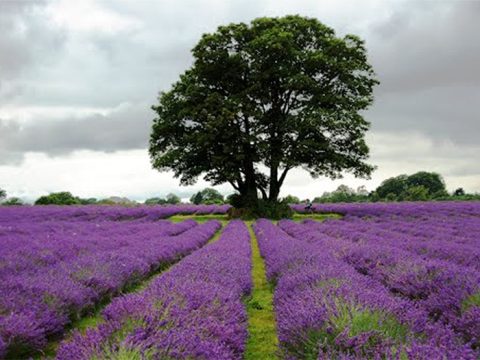 Tree at Mayfield Lavender fields