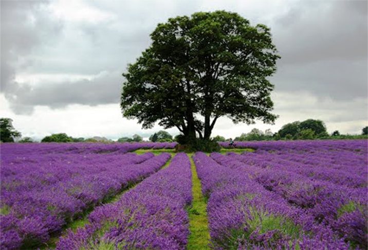 Tree at Mayfield Lavender fields
