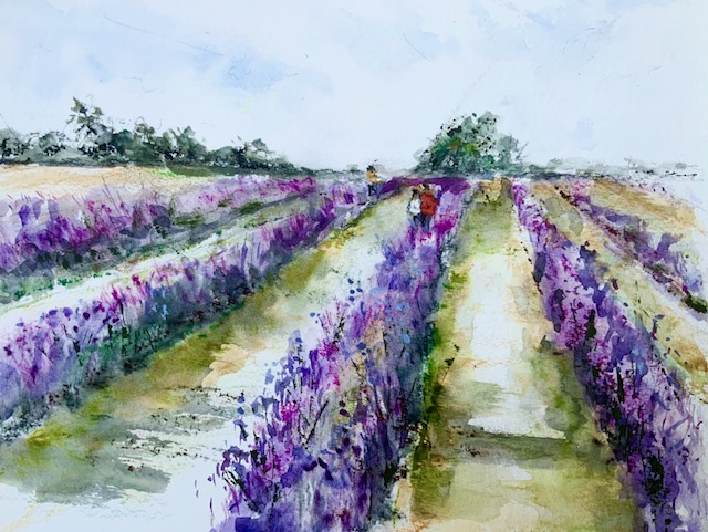 Mayfield Lavender Farm - Tricia Hughes